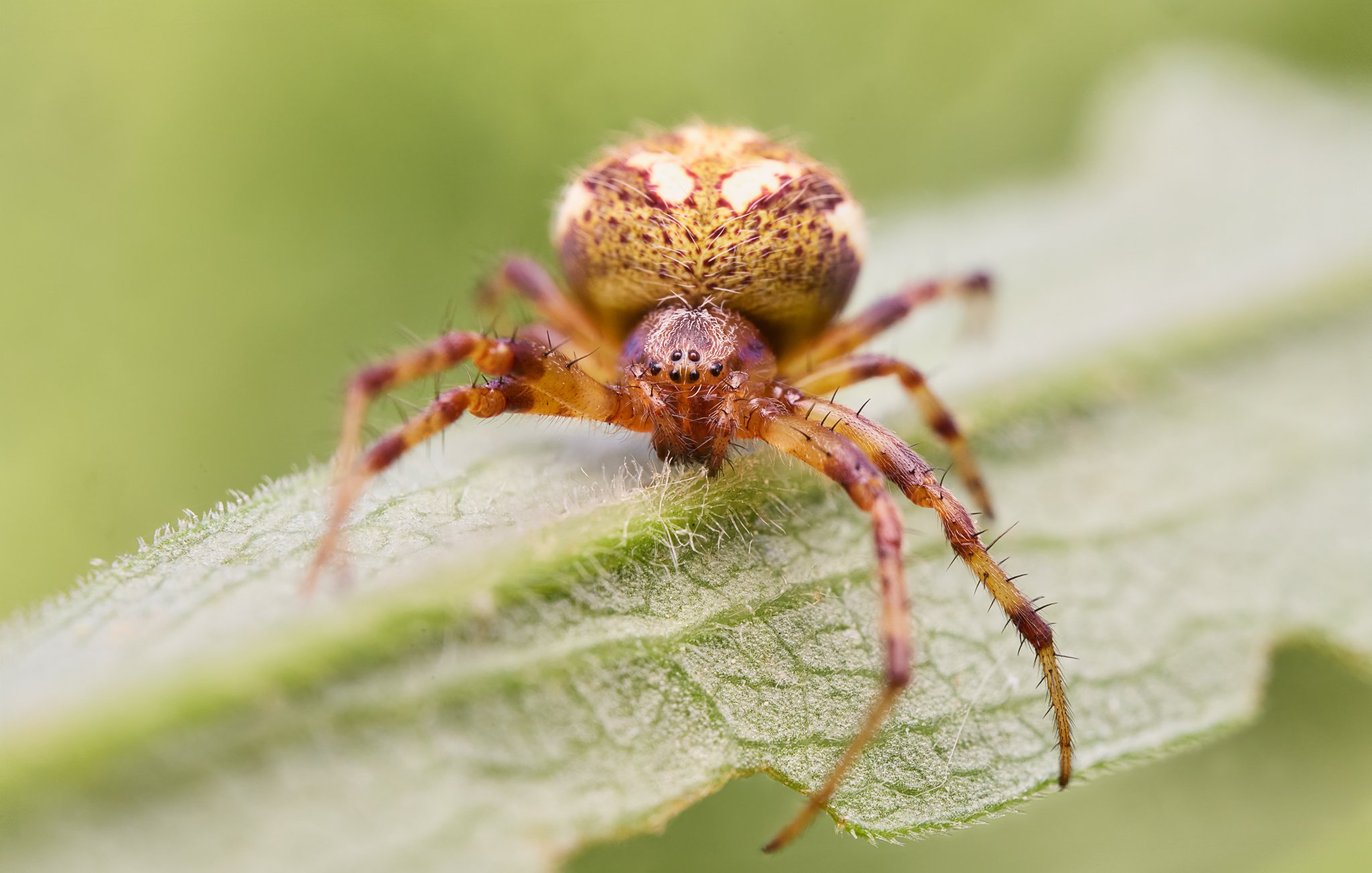 NeosconaArabsca_ArabesqueOrbweaver_Female_1.jpg