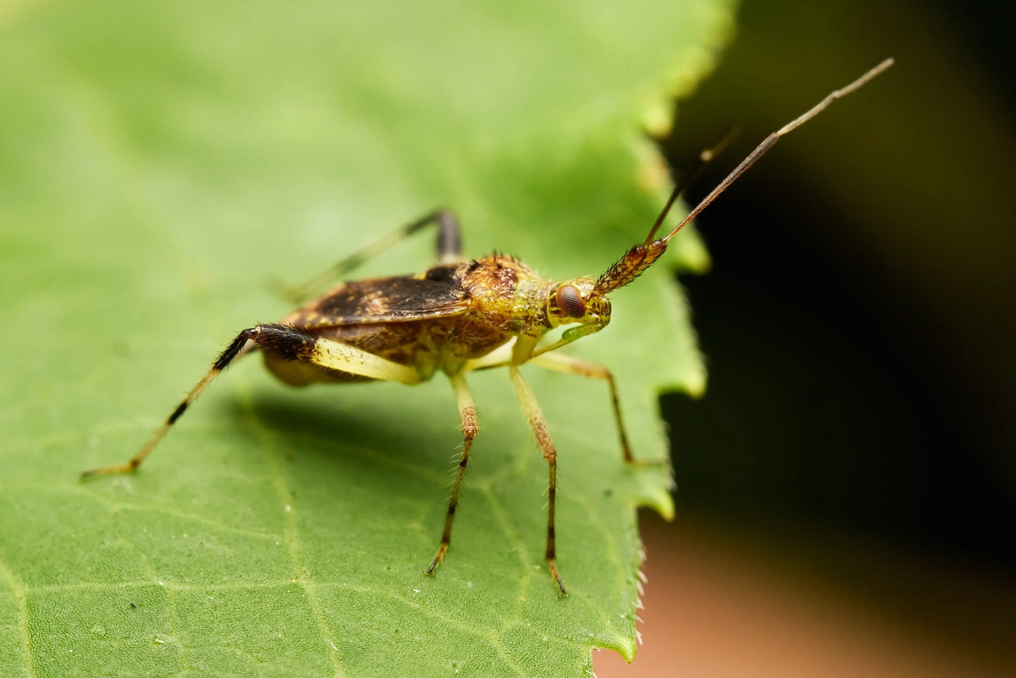 NeurocolpusNubilus_CloudedPlantBug_CT_1.jpg