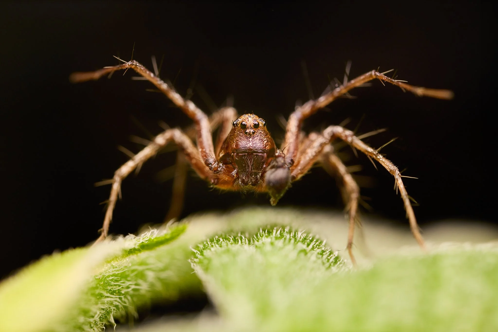OxyopesScalaris_WesternLynxSpider_Male_1.jpg