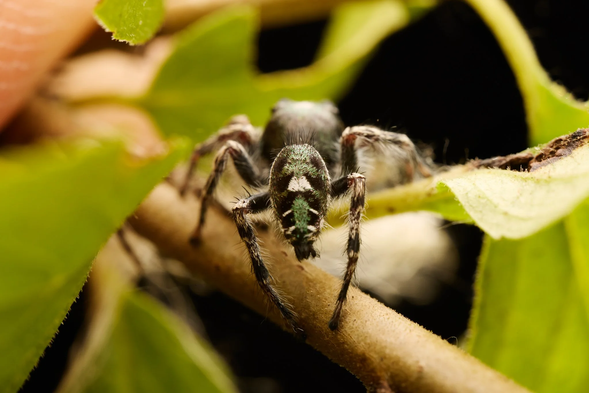PhidippusPutnami_PutnamsJumpingSpider_Male_ANL_3.jpg