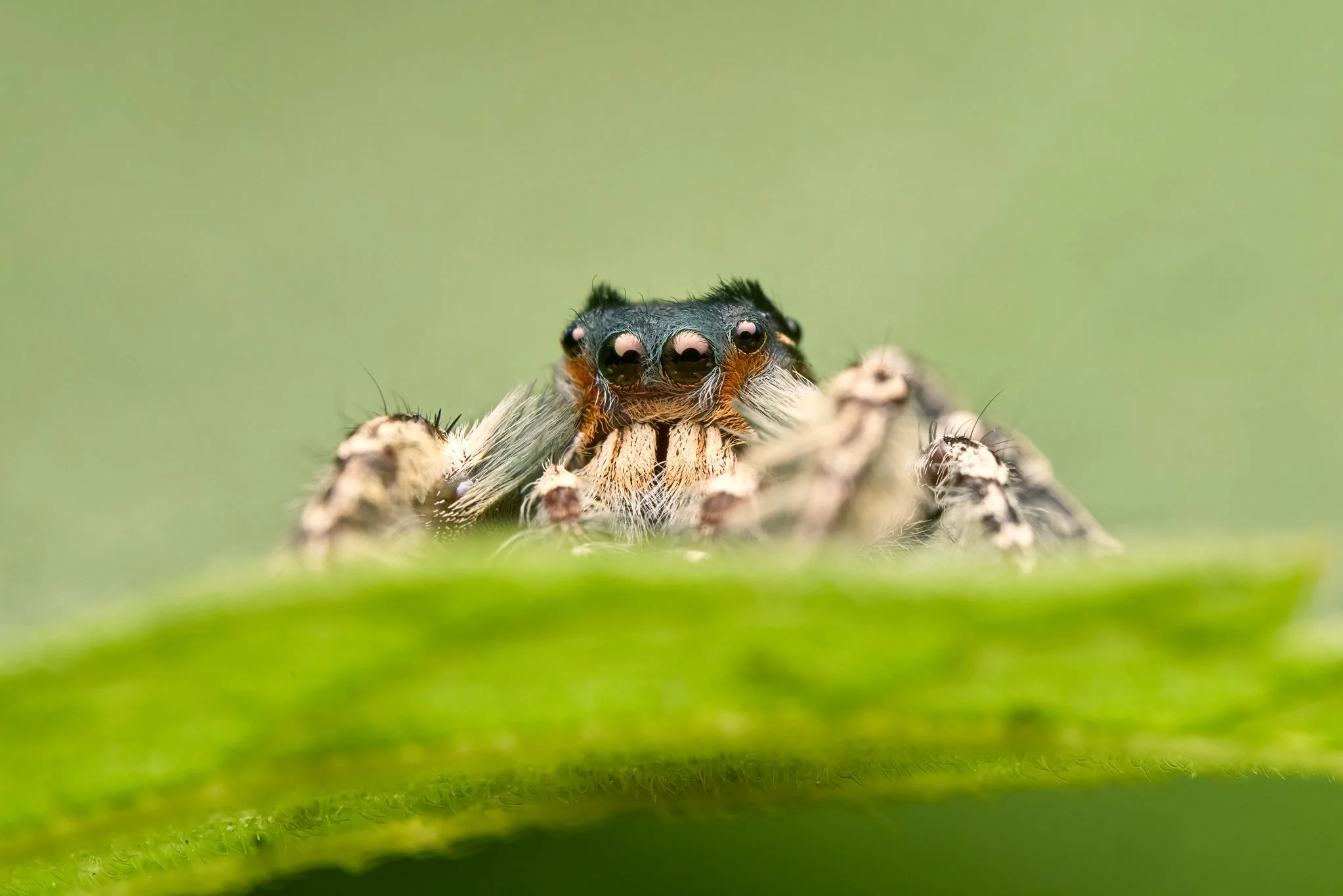 PhidippusPutnami_PutnamsJumpingSpider_Male_ANL_4.jpg