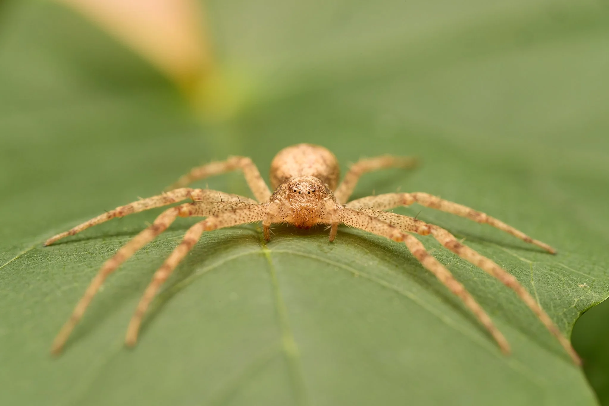 PhilodromusCespitum_TurfRunningSpider_Female_1.jpg