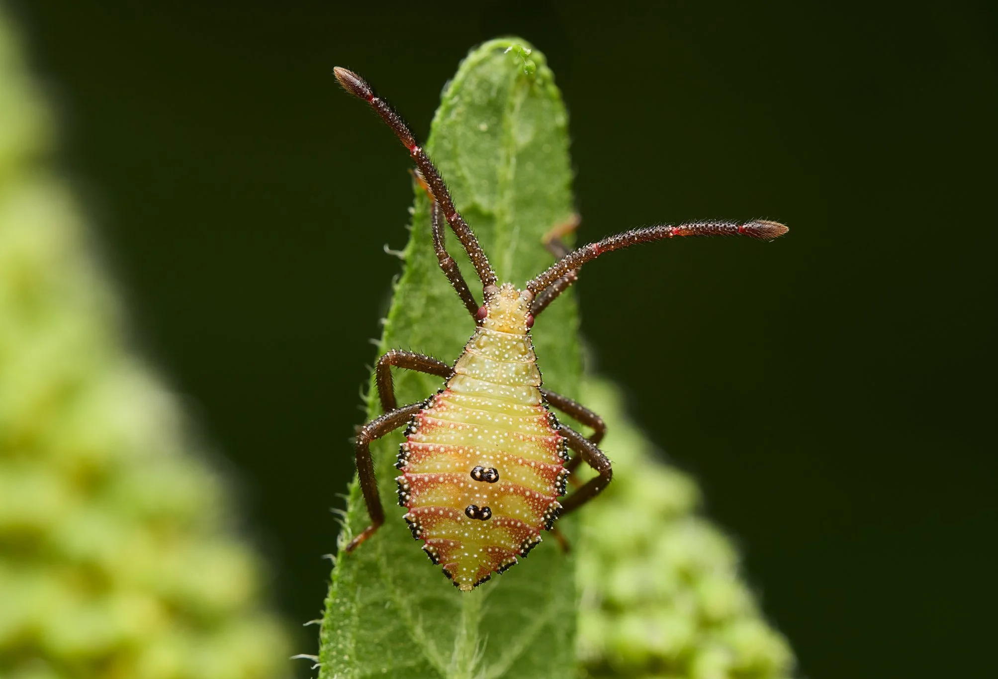 PiezogasterCalcarator_LeafFootedBug_Juvenile_RT_2.jpg
