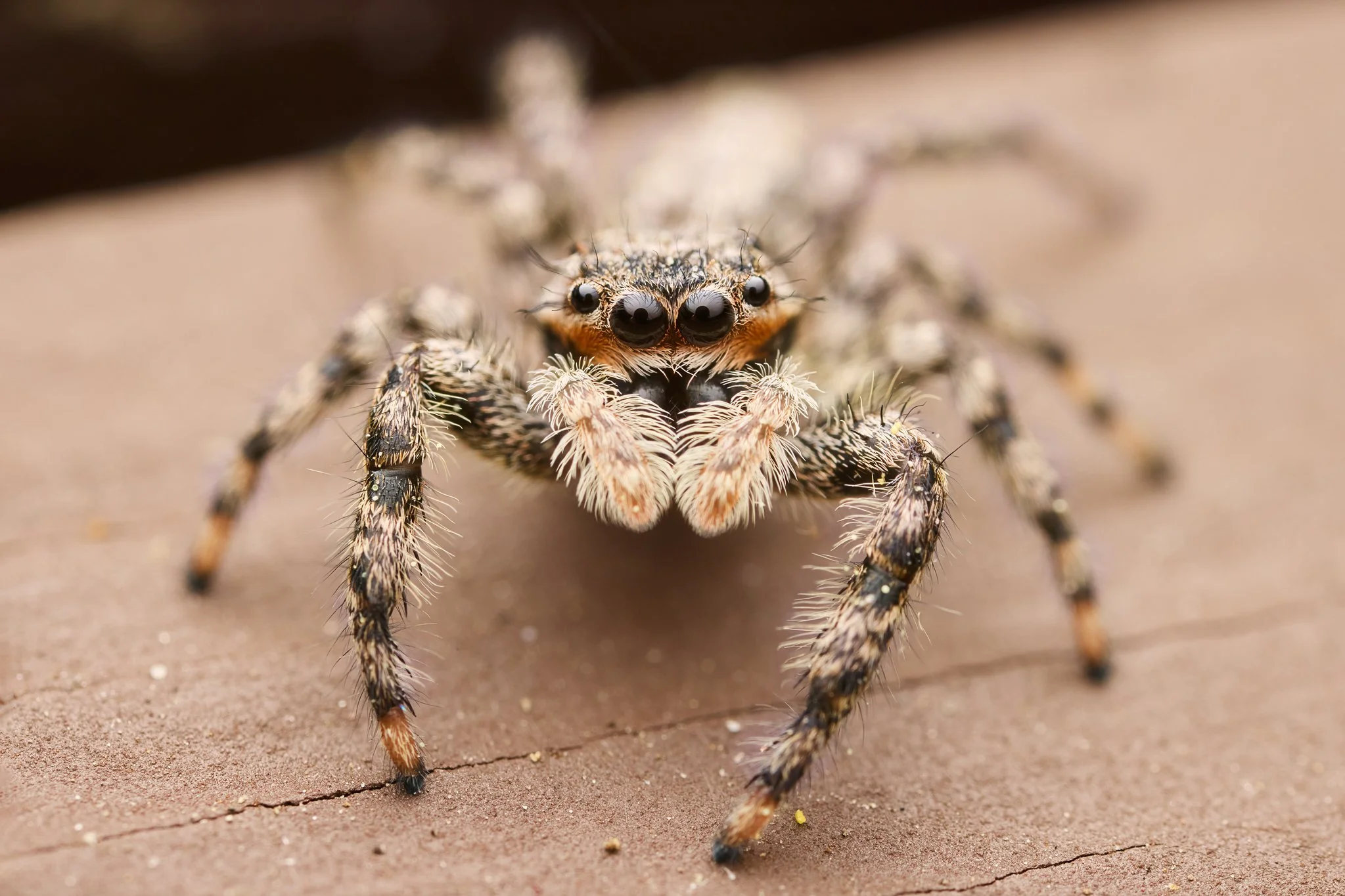 PlatycryptusUndatus_Male_JumpingSpider_RT_1.jpg