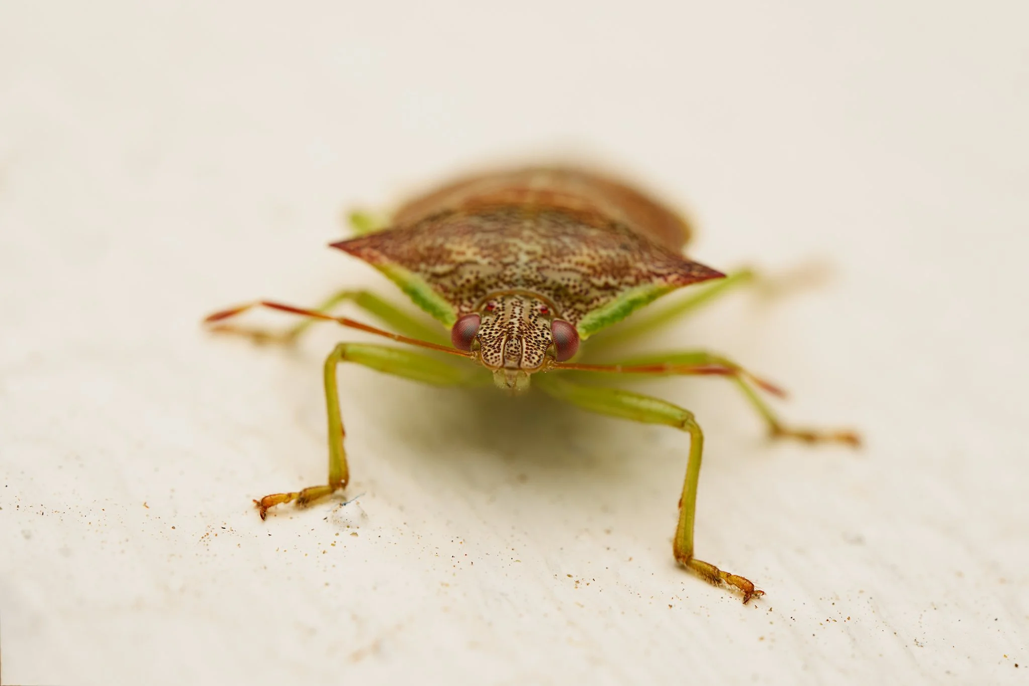 PodisusCongrex_Stinkbug_MV_1.jpg