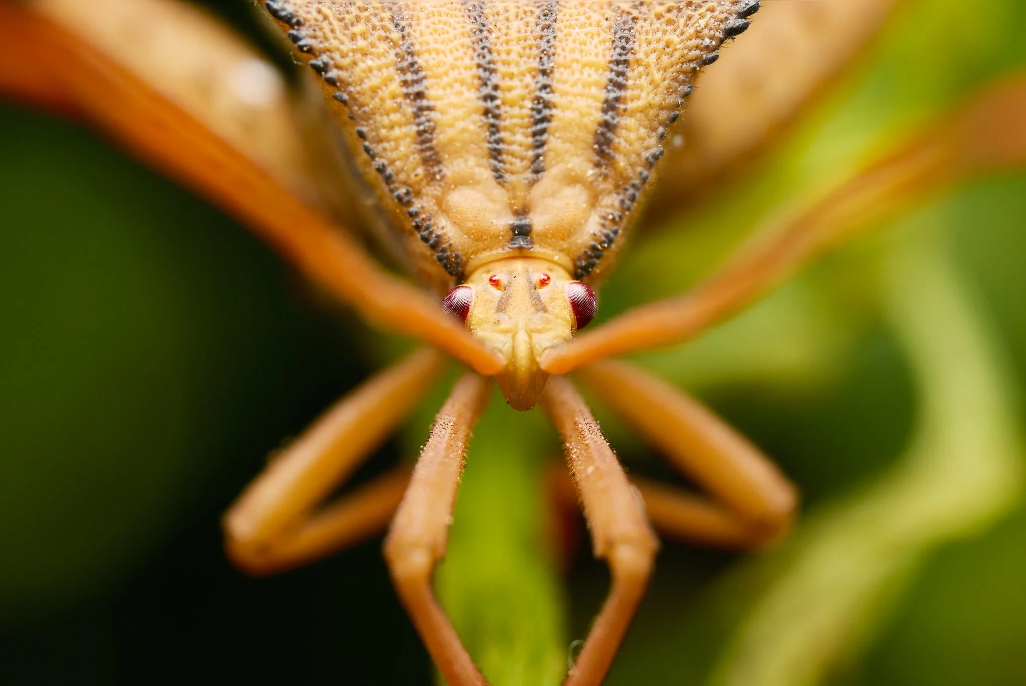 ThasopsisFormidabilis_LeafFootedBug_MonteverdeCR_2.jpg