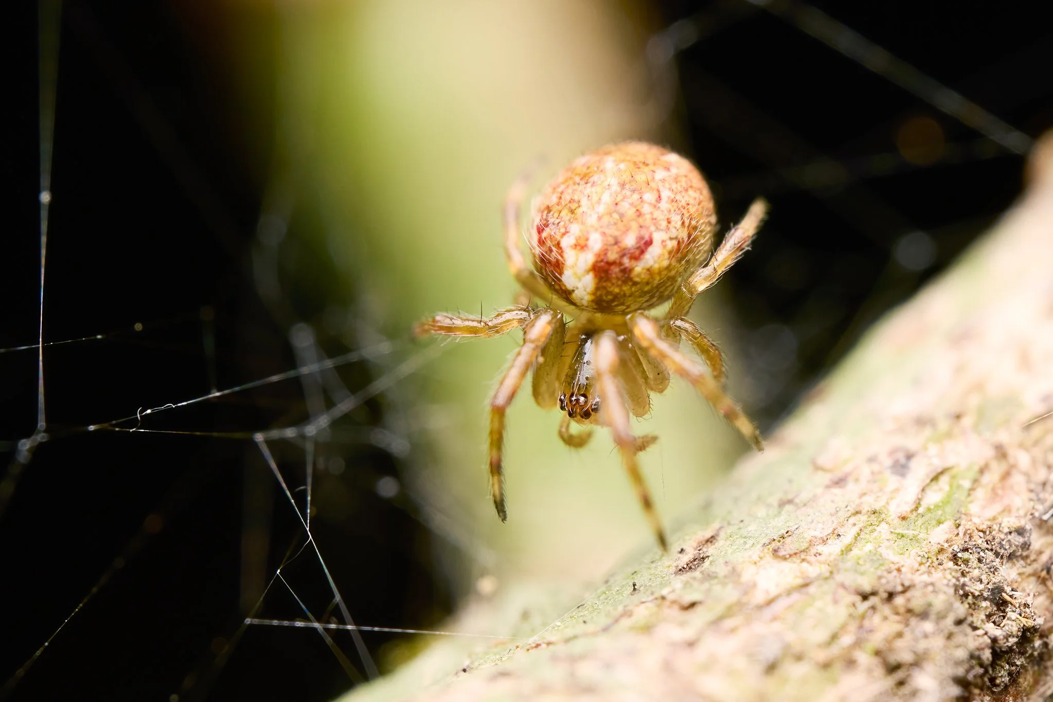 UnknownOrbweaverSpider_MonteverdeCR_1.jpg