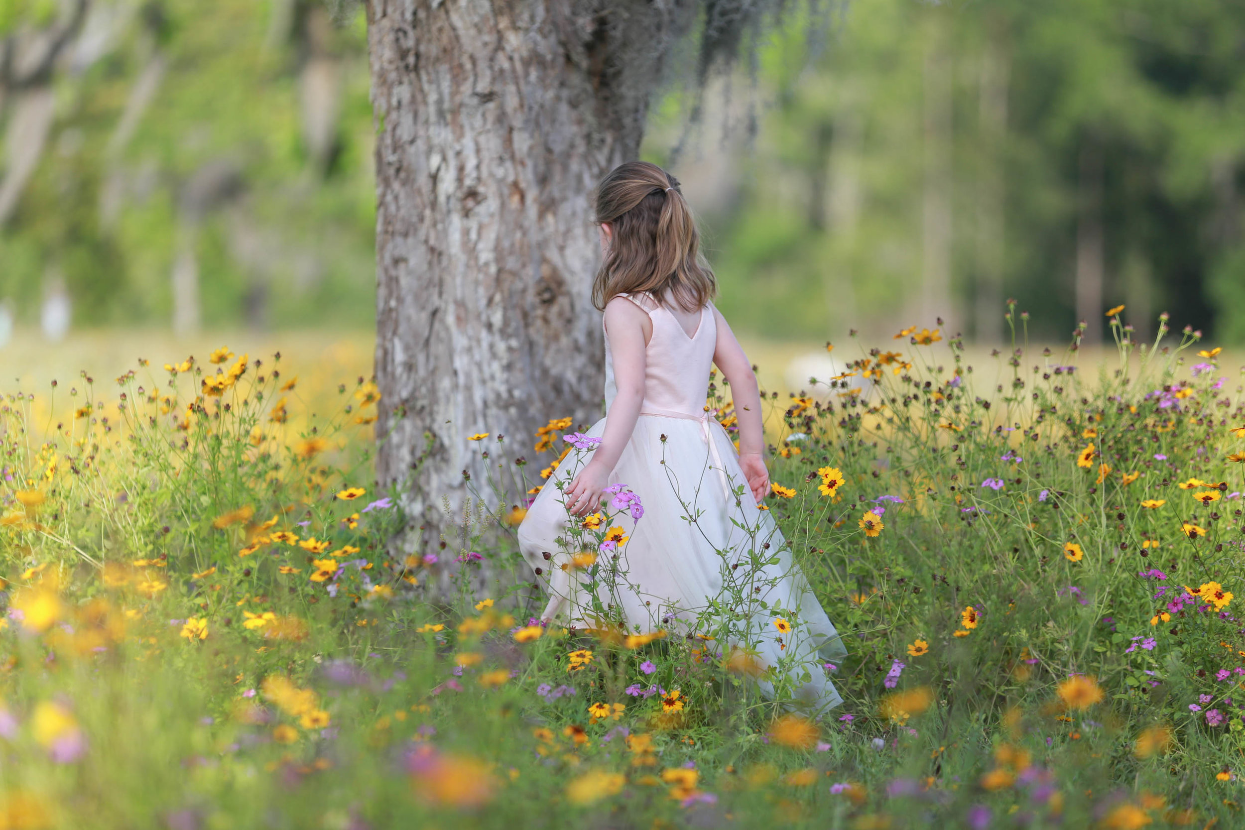 Wildflower Field Photography