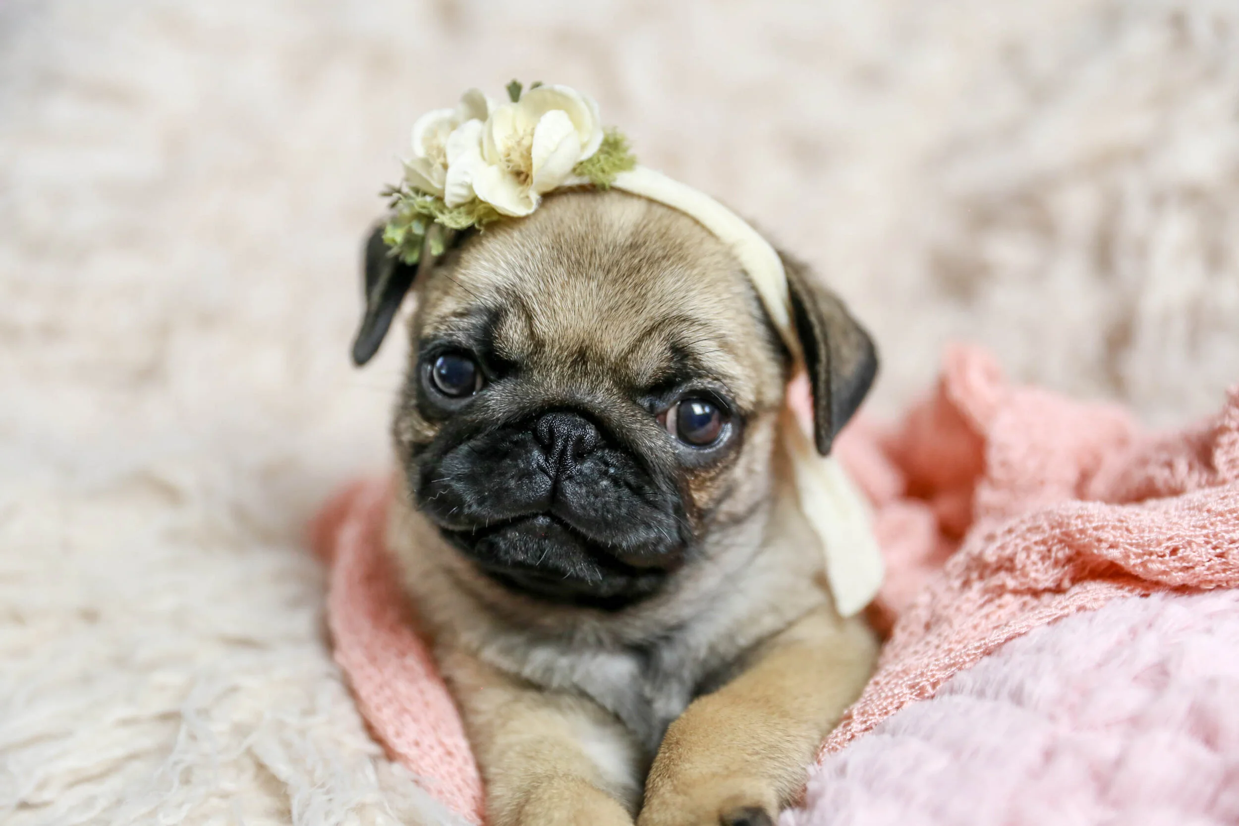 pug newborn baby