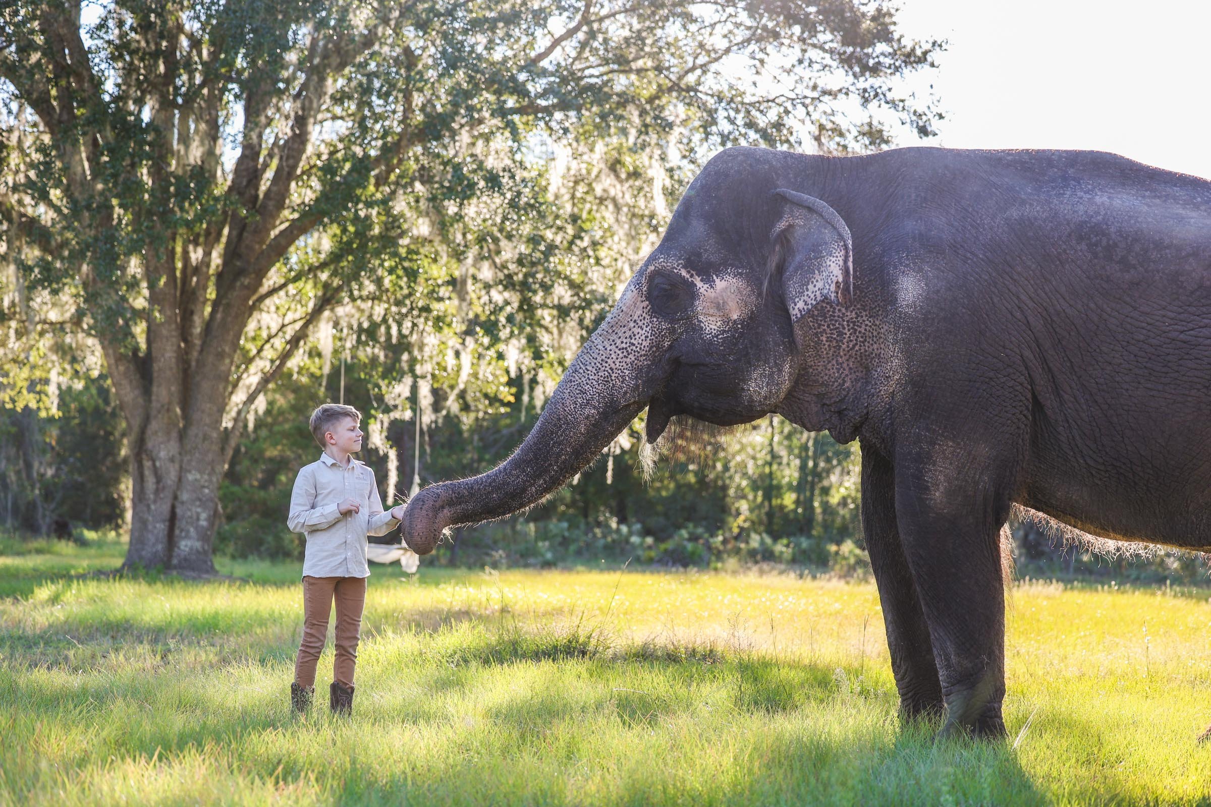 Elephant Gainesville Photography