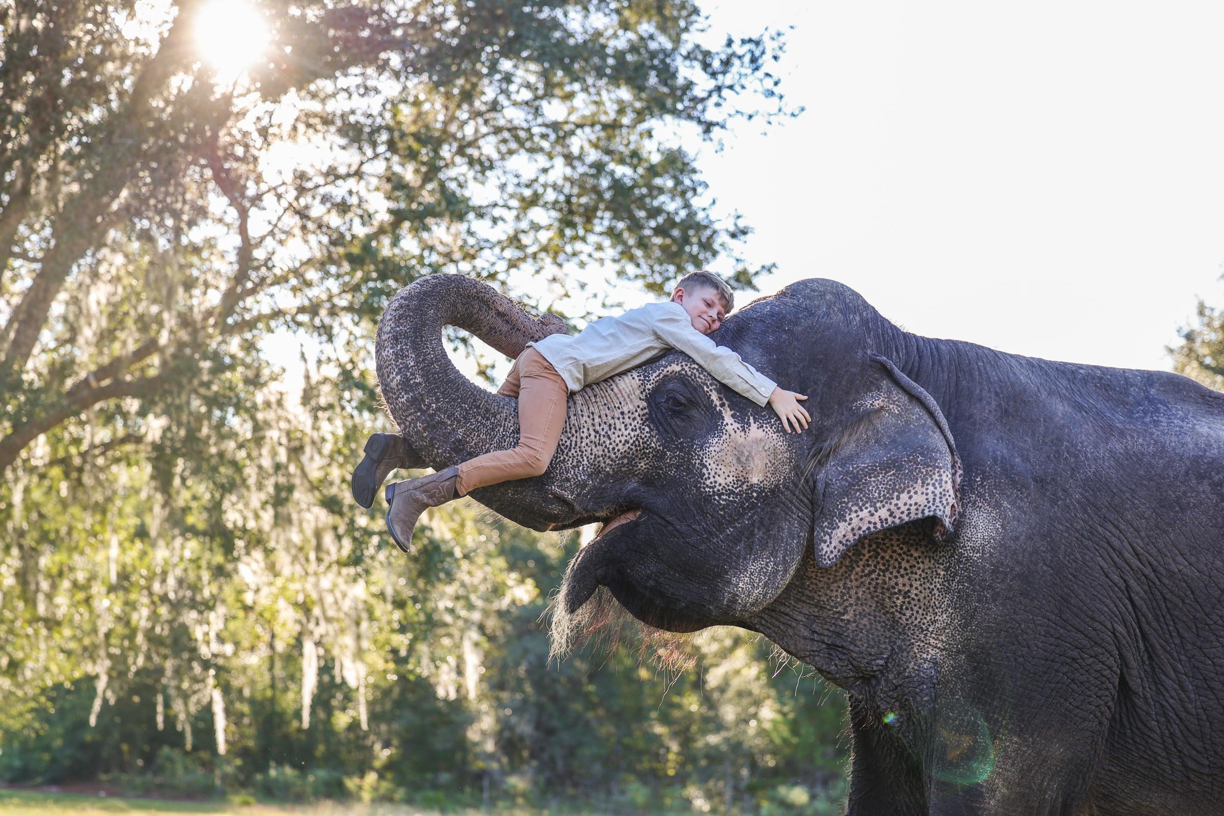 Elephant Gainesville Photography
