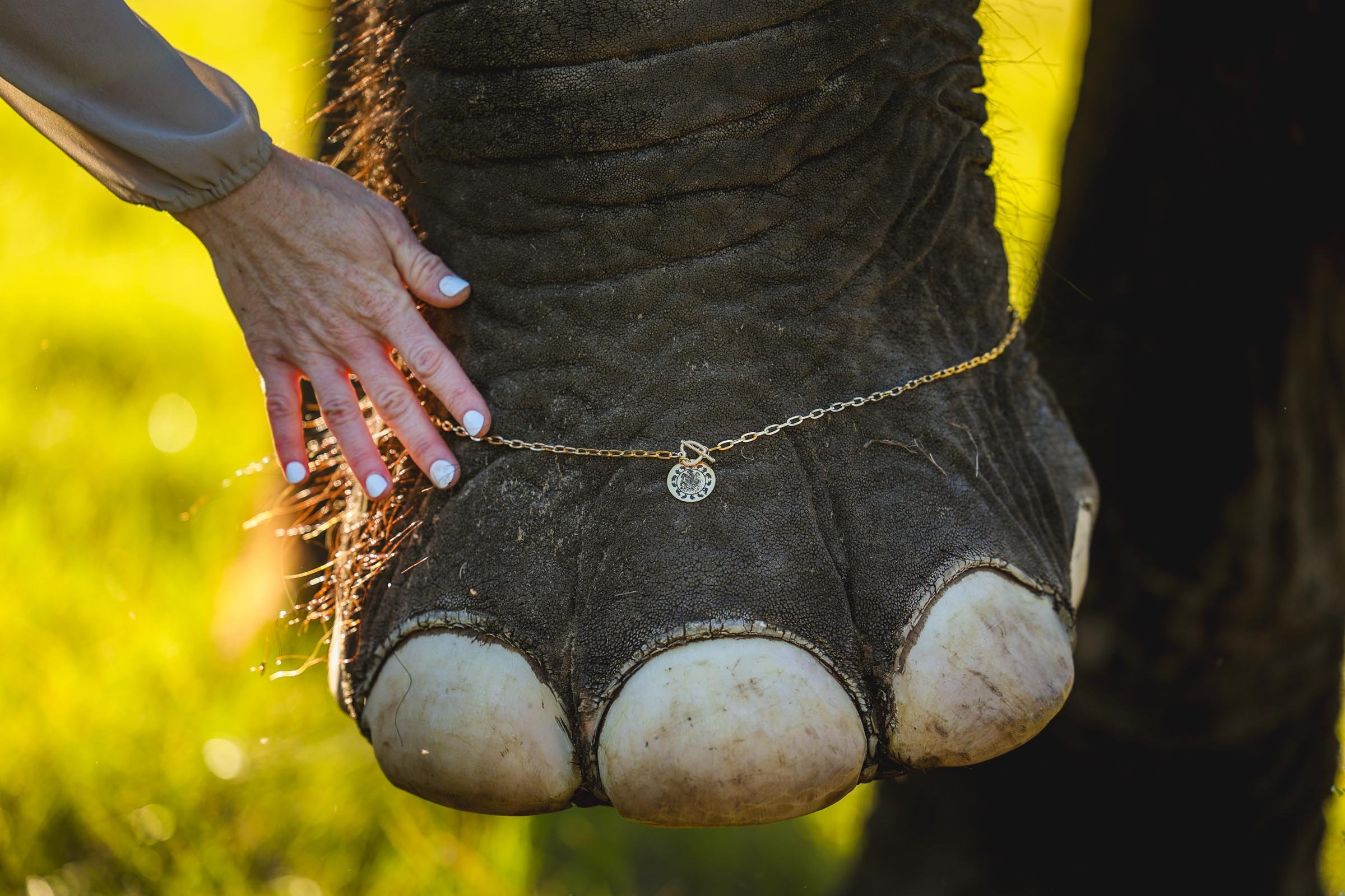 Elephant Gainesville Photography