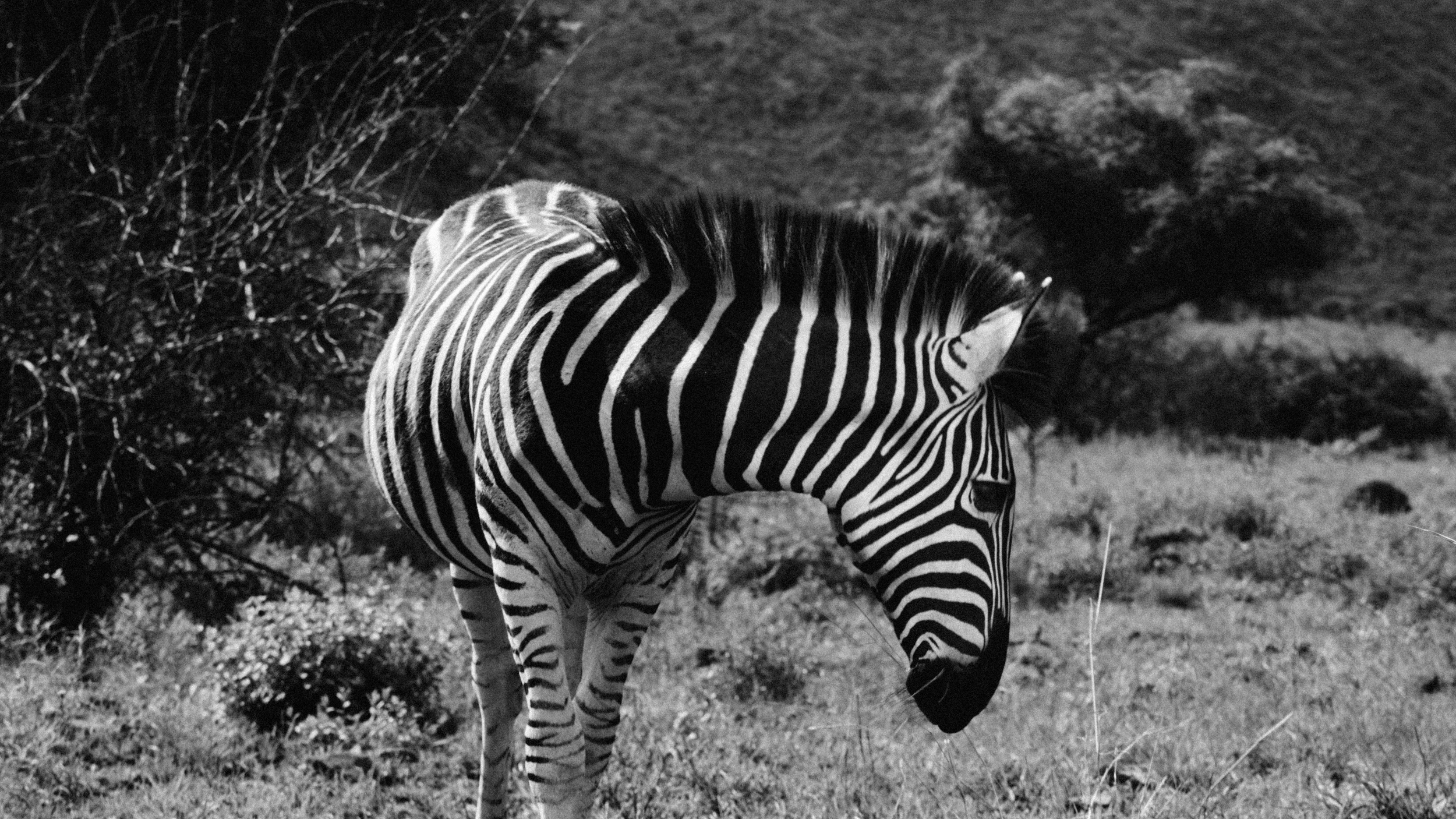 ZEBRA 