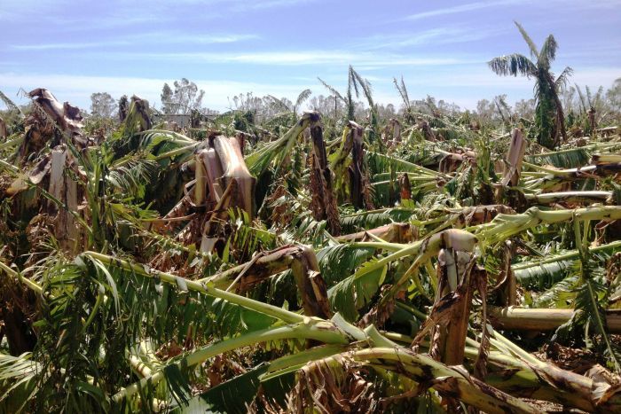 Tropical Cyclone Olwyn has decimated many banana plantations in Carnarvon, WA (Picture: ABC News, Doriana Mangili)