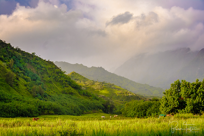 A horse pasture in the Lumahai Valley on the north shore of Kaua'i 