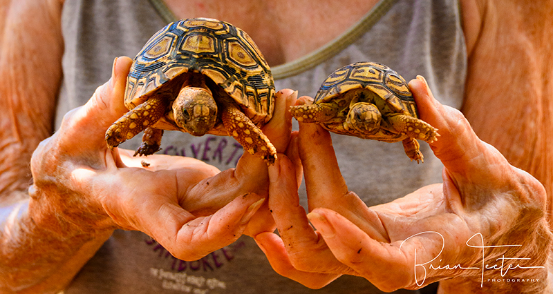 These baby African tortoises will grow to be the protectors of a grove of endemic trees being reintroduced to Kaua‘i's forests. I met these little guys at a facility operated by the National Tropical Botanical Gardens.