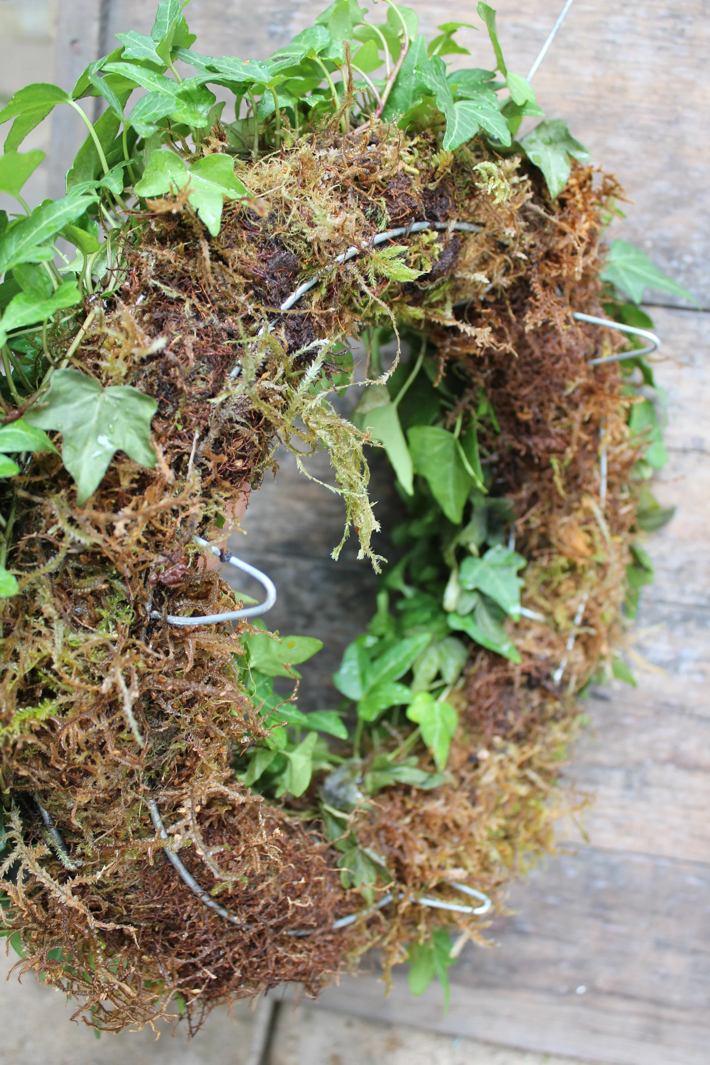 Mounted on a moss frame with legs. soak in a tub of water once an month and you'll have a long last wreath.