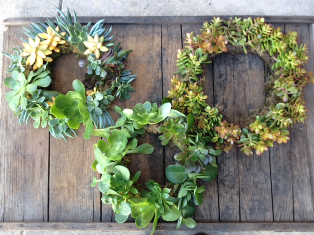 Succulent living wreaths. 