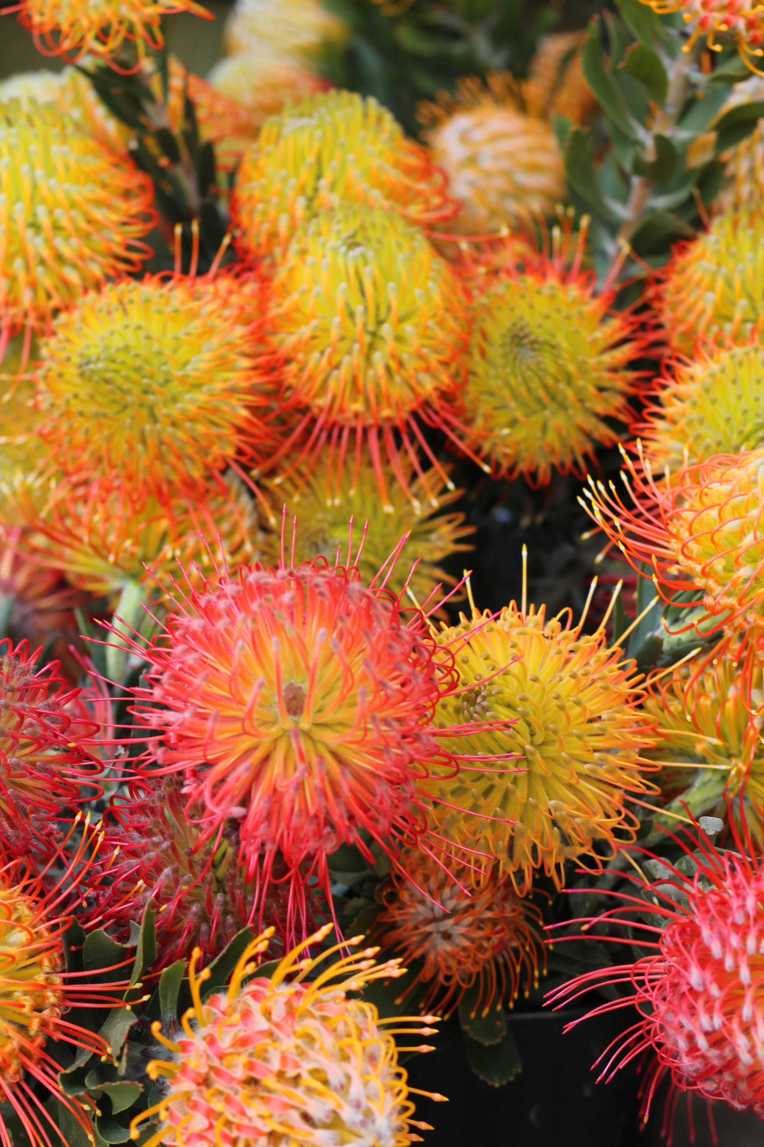 Pincushion proteas from Grow your own lunch . Farmer Ben is both philanthropist and agriculturalist cultivating tasty school gardens and harvesting beautiful proteas from his farm on the Carmel coast.