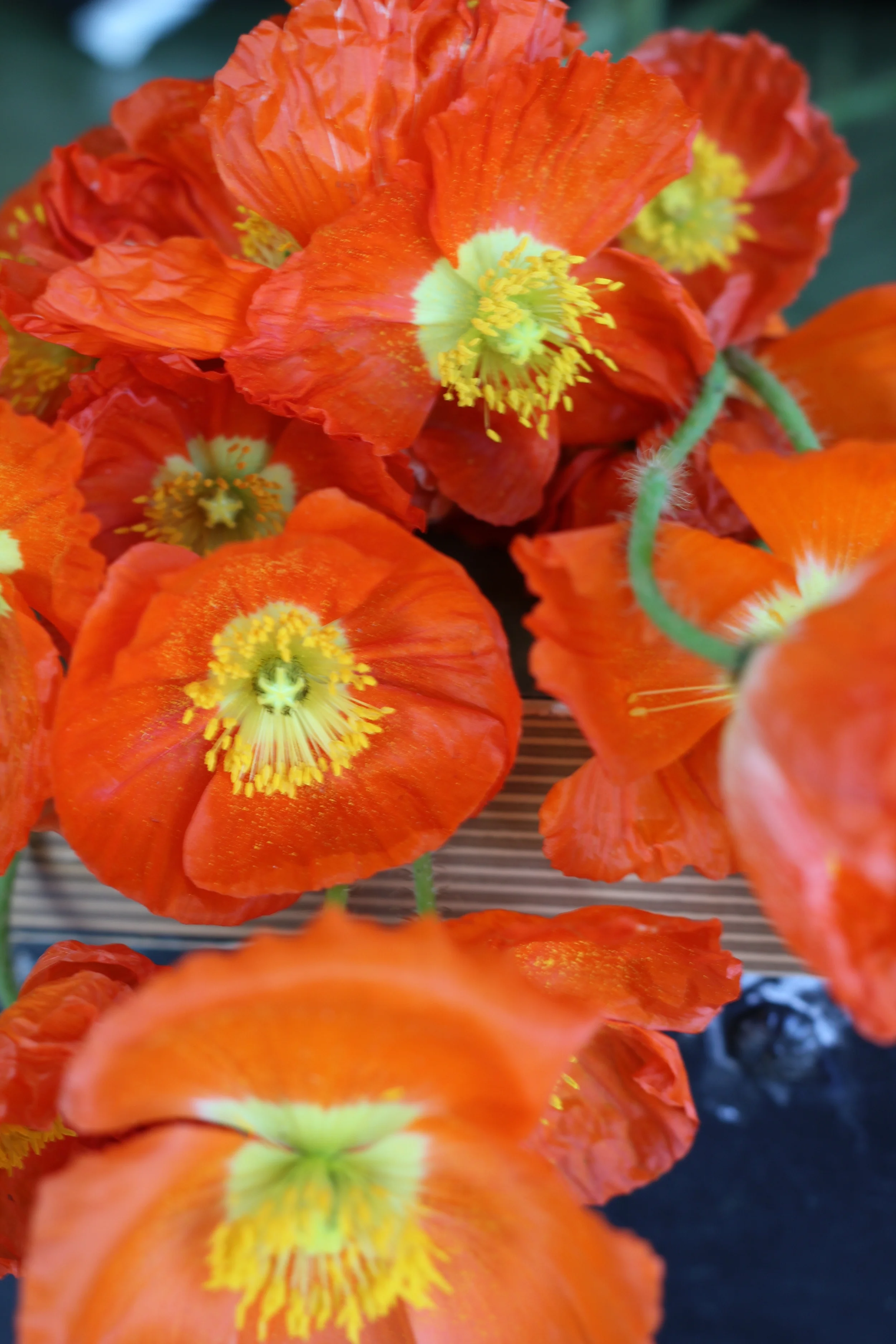 Poppies from Repetto Farm in Halfmoon Bay, CA