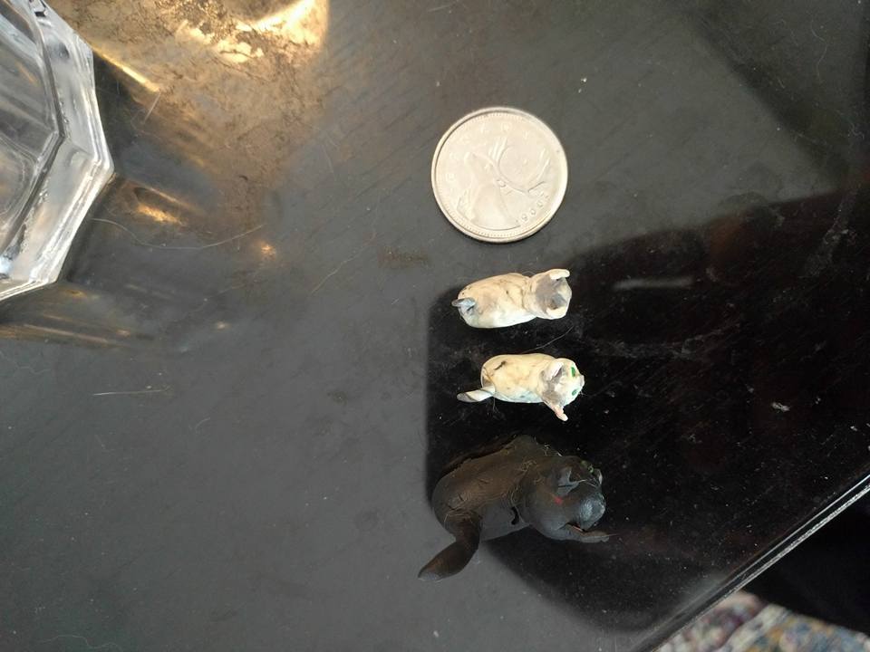 Ran out of white and had to make Kari and Scampi super tiny. Love them even more!