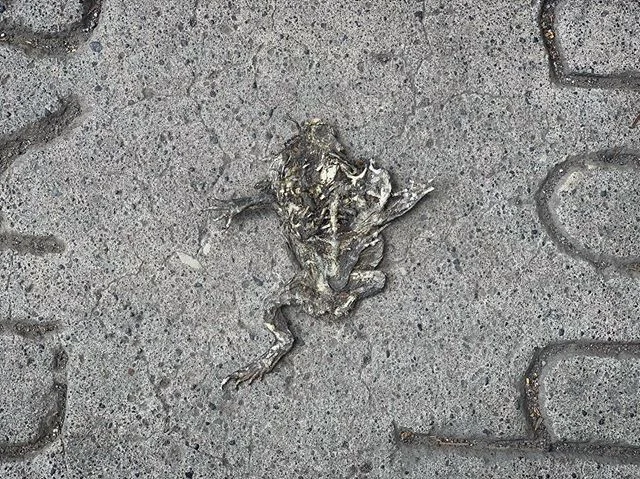 ☠️🐸☠️