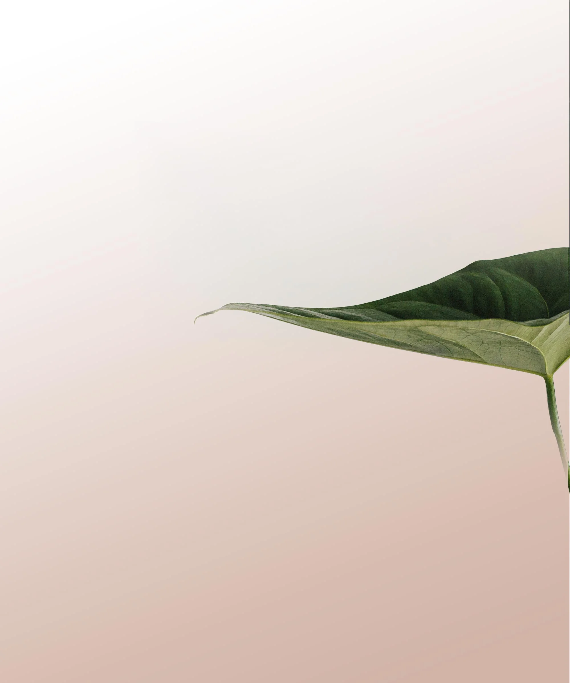 banner-leaf-gradient.jpg