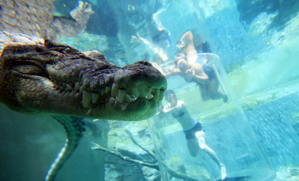 animal-encounters-croc-credit-crocosaurus-cove-UniBRIDGE.jpg