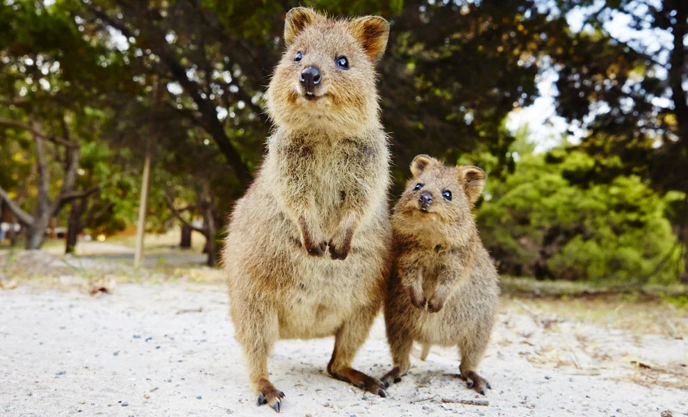 animal-encounters-quokkas-UniBRIDGE.jpg
