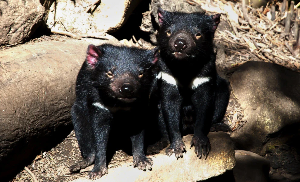 animal-encounters-tasmanian-devil-credit-shutterstock.jpg