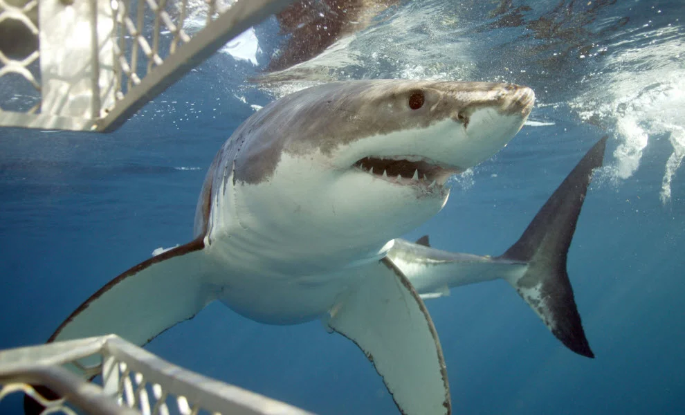 animal-encounters-shark-credit-calypso-star-charters.jpg