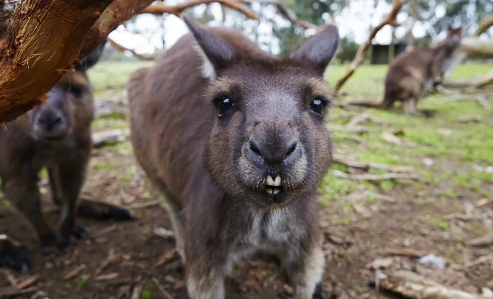 animal-encounters-kangaroo-credit-maxime-coquard.jpg