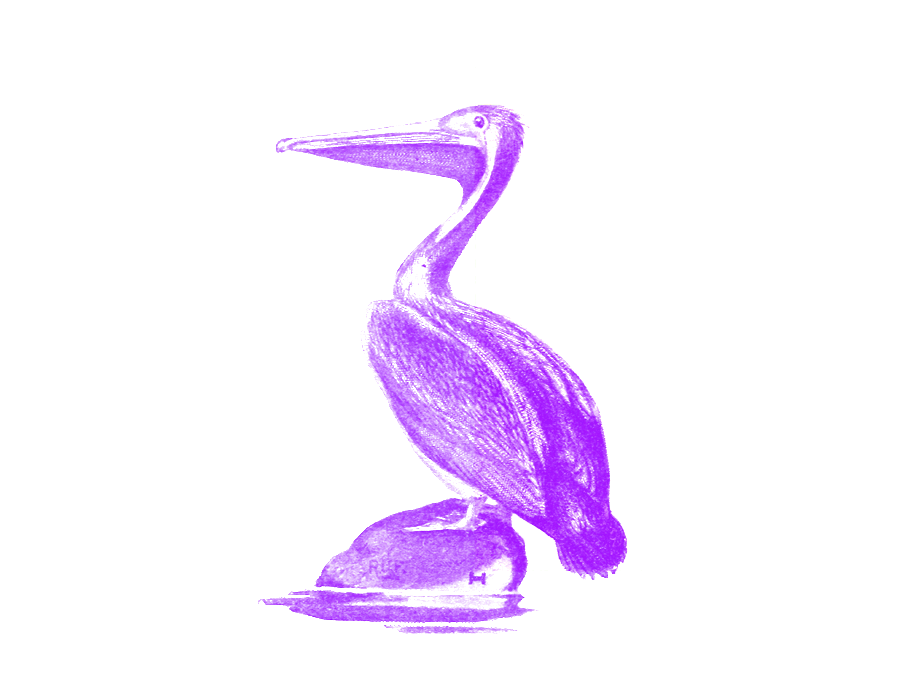 PelicanTest.png