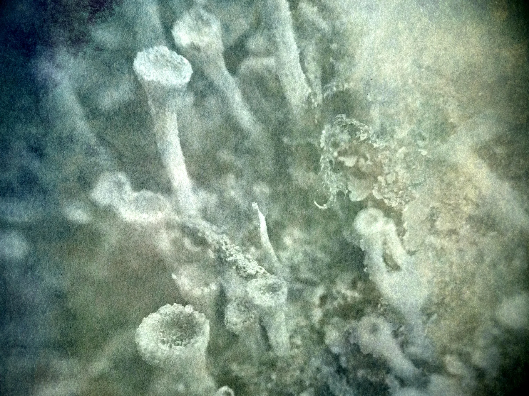 Lichen1800.jpg