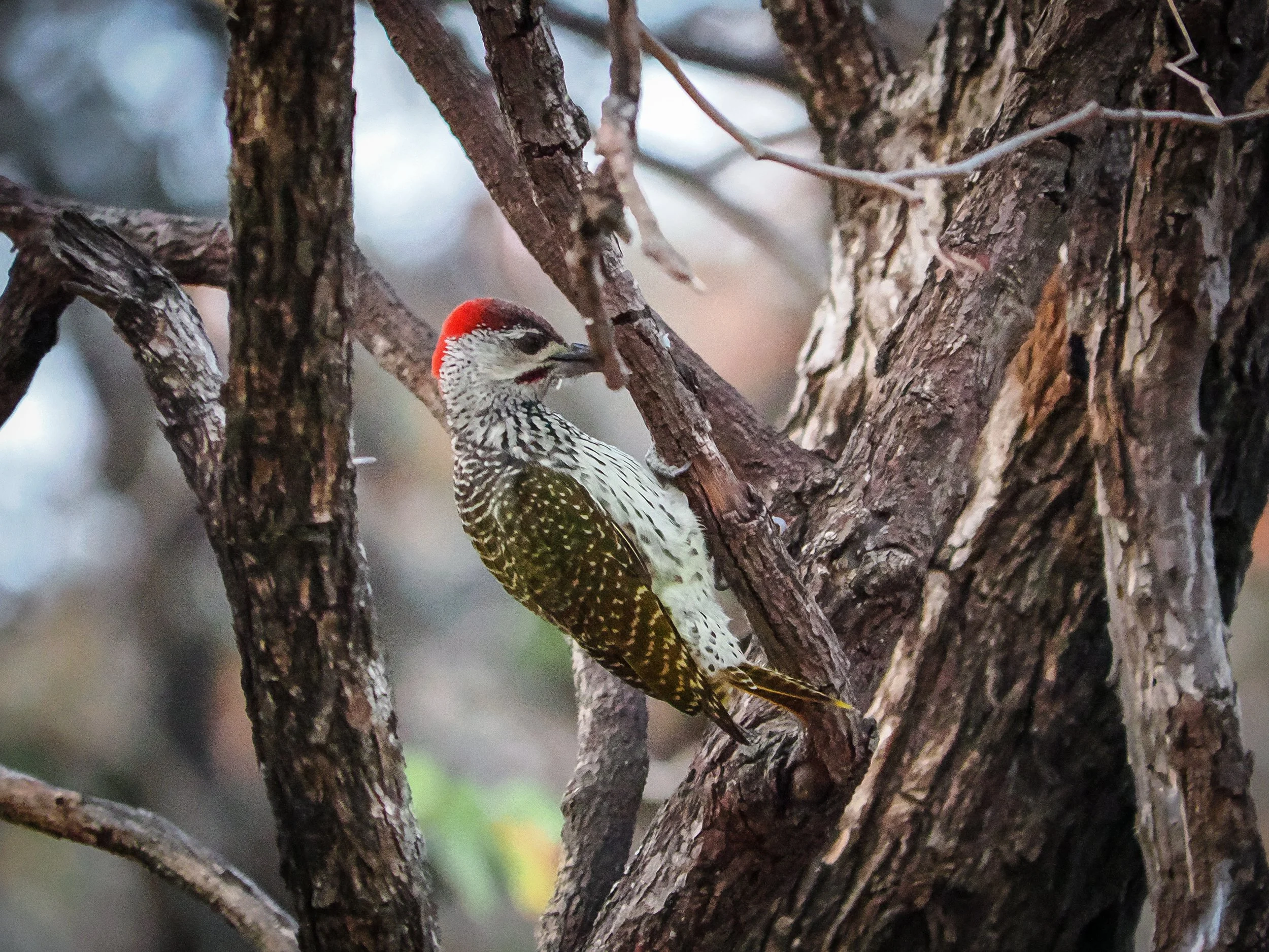 birds_F97A6A9F-999E-4BD9-A93D-511AA3B76EB0.JPEG