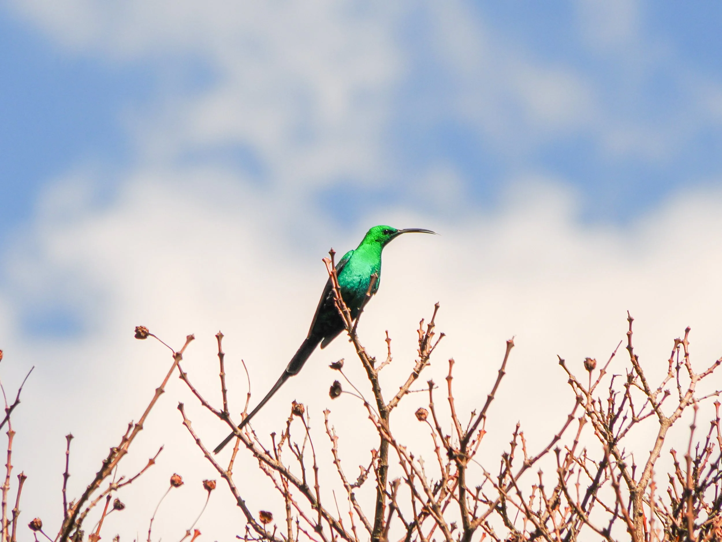 Zie ze vliegen - de birds van South Africa