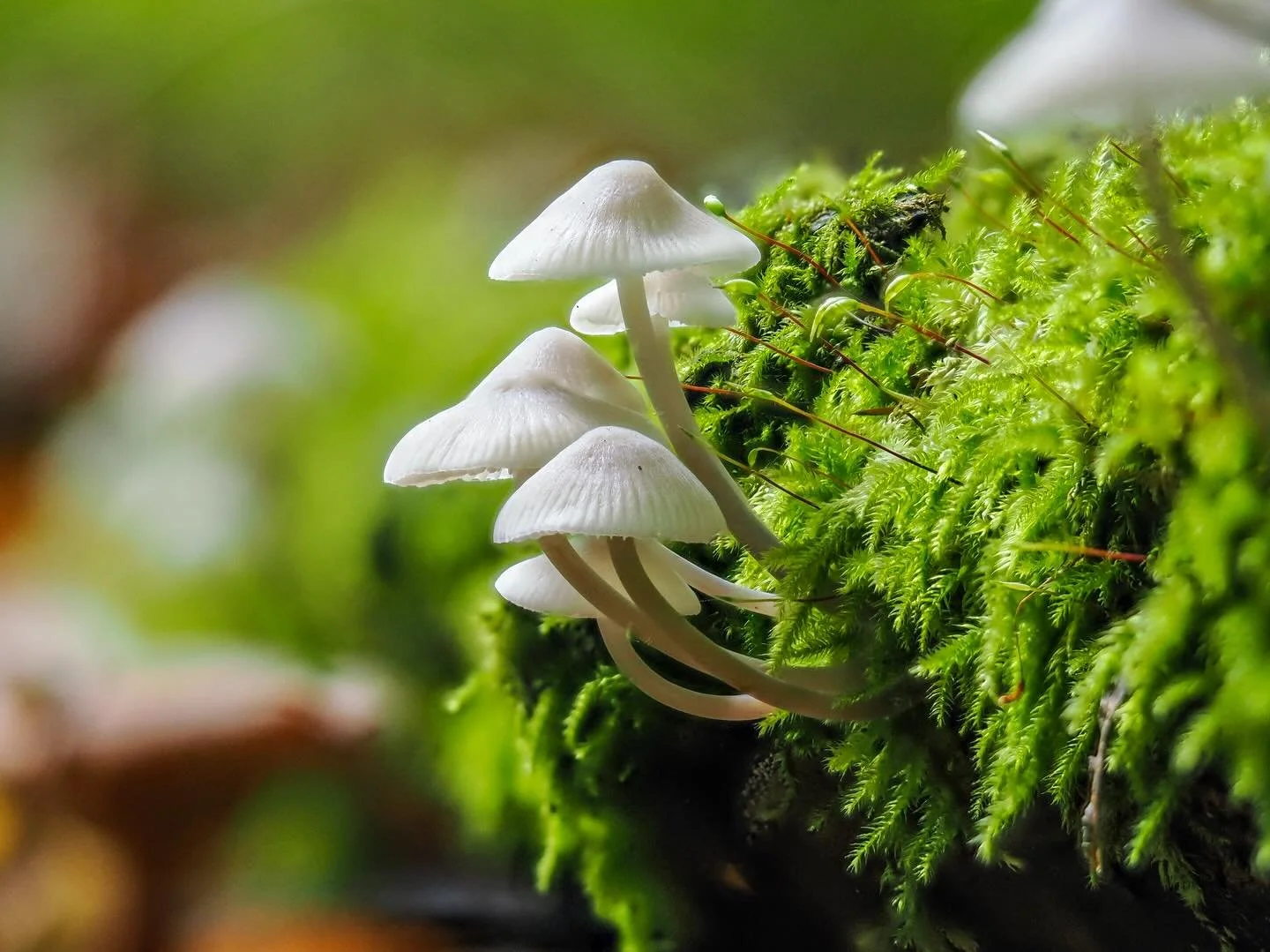 First day of mushroom hunting. Gister voor het @ivntwiske de eerste paddenstoelexcursie van het jaar begeleid - ruim 40 soorten gezien waaronder deze: mycena, amethistzwam, witte kluifzwam, asgrauwe koraalzwam, zwerm glimmerink, panteramaniet (van bo