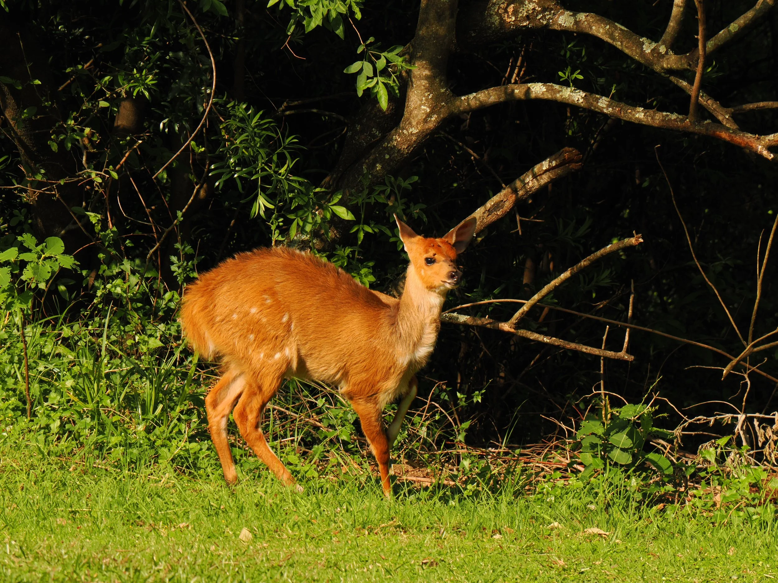 IMG_9852.JPG