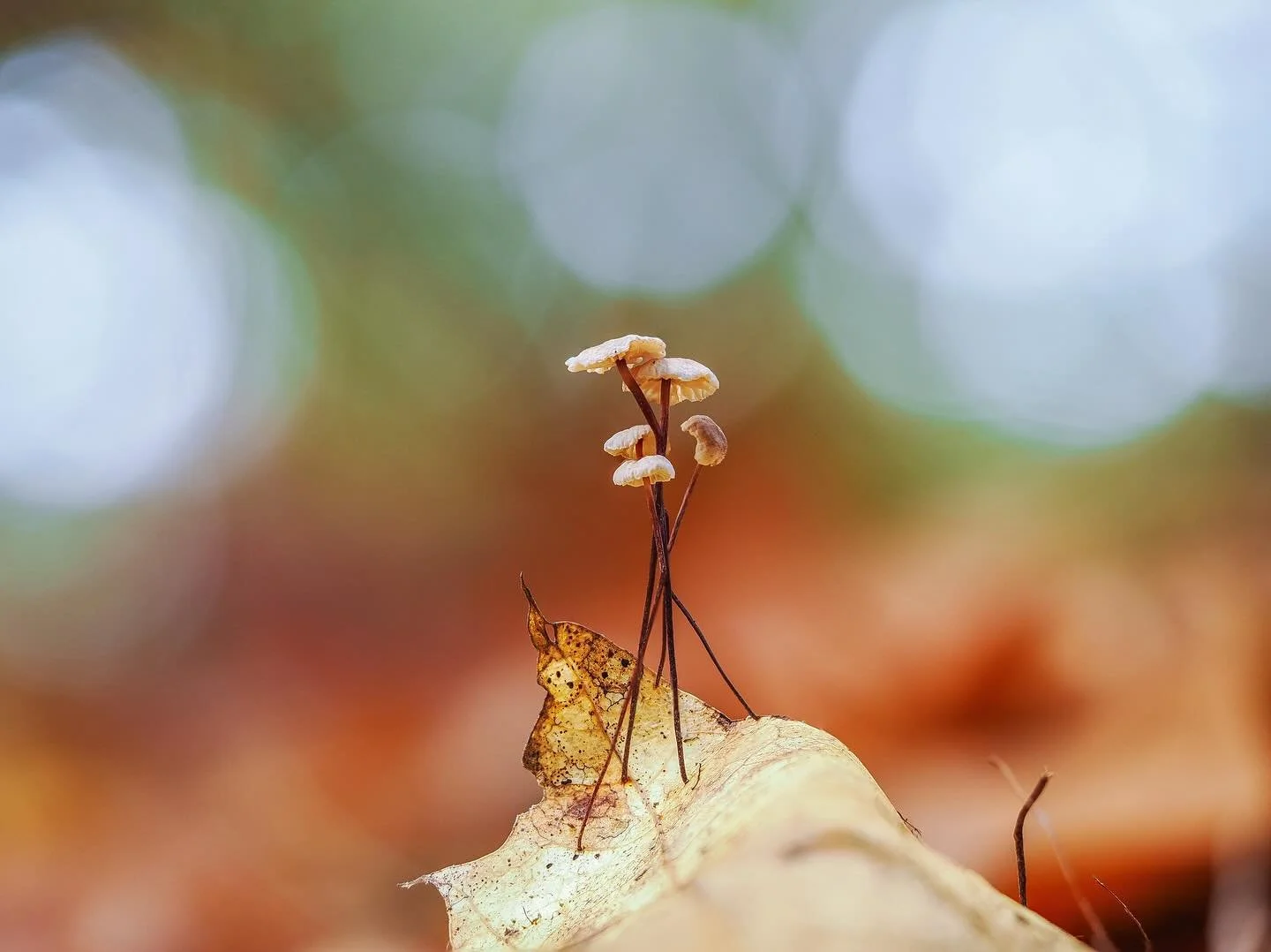 PAARDENHAARTAAILING ••• welke is jouw favoriet, foto 1, 2 of 3?
_____
••• #macro #prachtigepaddenstoelen #π #mushrooms #mushroomphotography #mushroomsofinstagram #fungi #fantasticfungi #paddenstoelen #fungiofinstagram