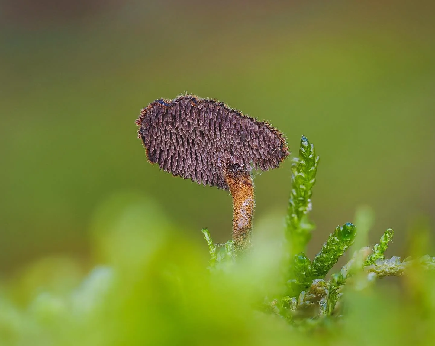 OORLEPELZWAM π Deze vinden is altijd echt en cadeautje. Hij lijkt van boven een beetje saai, maar de pracht zit natuurlijk aan de onderkant. De stekels. 
Lees meer via de Oorlepelzwam via prachtigepaddenstoelen.nl 
____
••• #macro