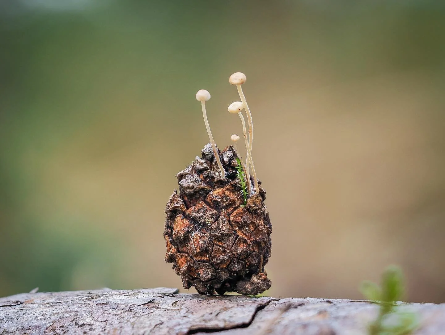 MUIZENSTAARTZWAM. Ik ben dol op de kleinste paddenstoelen, degene waar je echt naar moet zoeken - zoals deze knapperd die op dennenappels groet.
_____
••• #macro  #mushrooms #prachtigepaddenstoelen #mushroomphotography #mushroomsofin