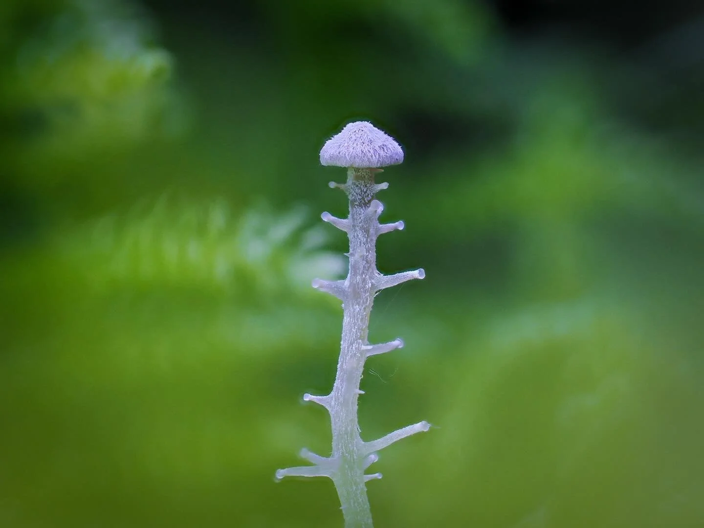 VERTAKTE COLLYBIA. Dit is echt zo’n zwammetje dat je pas opvalt als je op de grond gaat zitten. Zo mini is ie. Check maar het filmpje op slide 4.
π· @omsystem.cameras OMD EM10-III
π Olympus M. Zuiko ED 60mm F2.8
π‘ fietslampje
π§© stacked 7 im