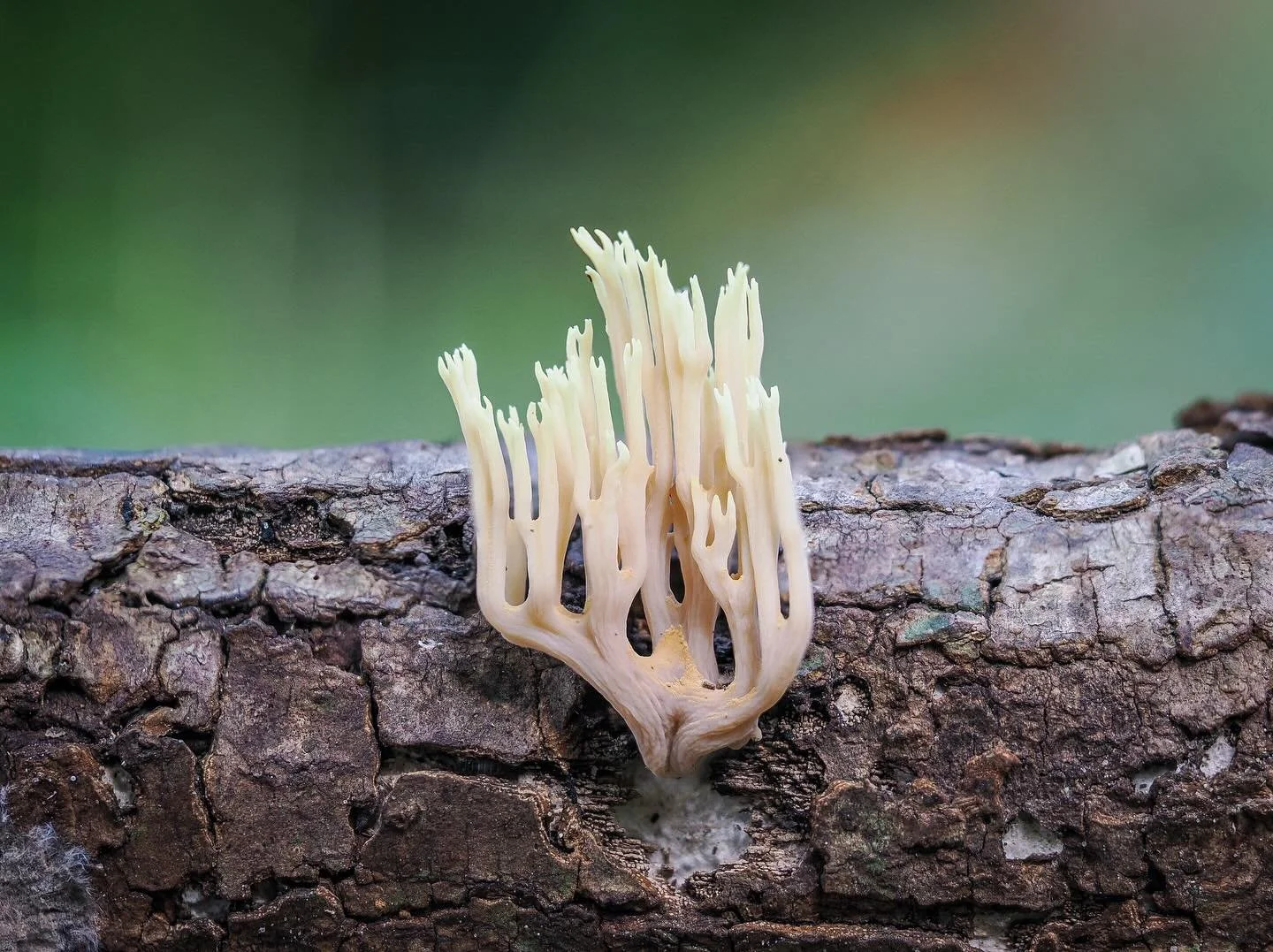 RECHTE KORAAL. Deze zwam voelt altijd extra als duiken op her droge. Je vindt er nooit één, altijd meerdere bij elkaar.
π· @omsystem.cameras OMD EM10-III
π Olympus M. Zuiko ED 60mm F2.8
π‘ natural light
π§© stacked 3 images
π approx.