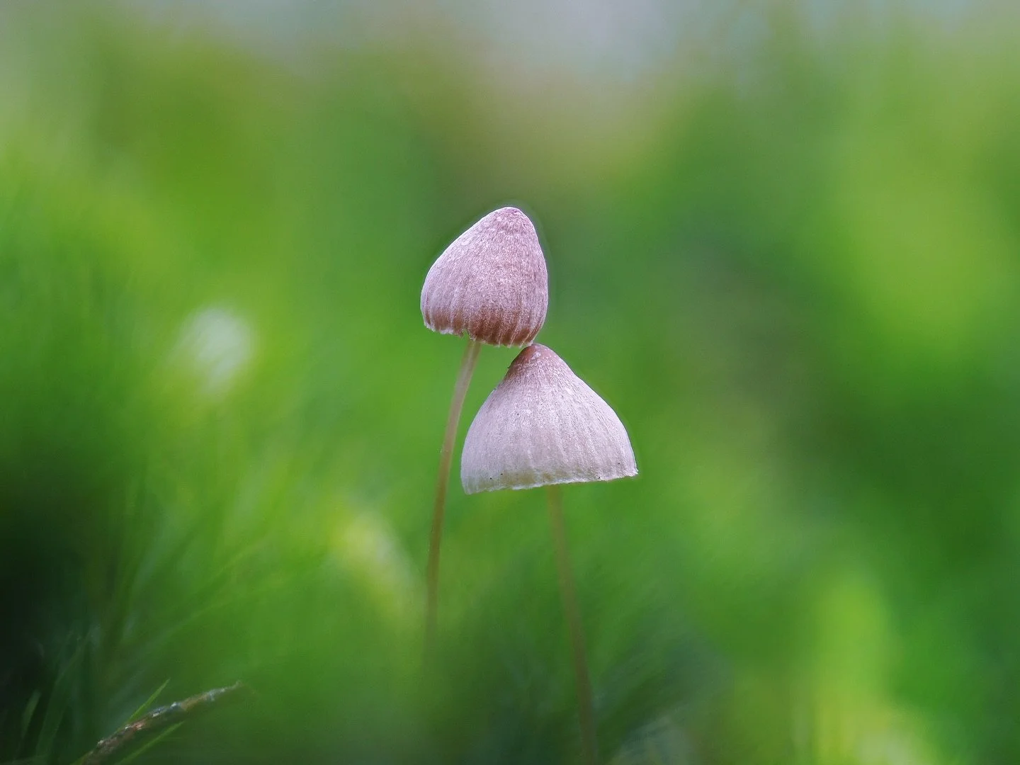 MYCENA. Een van de meest voorkomende fungi-families in Nederland. Een schattige kleine paddenstoel die in veel verschillende formaten en kleuren voorkomt.
Meer info via link in bio
π· @omsystem.cameras OMD EM10-III
π Olympus M. Zuiko ED 60mm F2.8