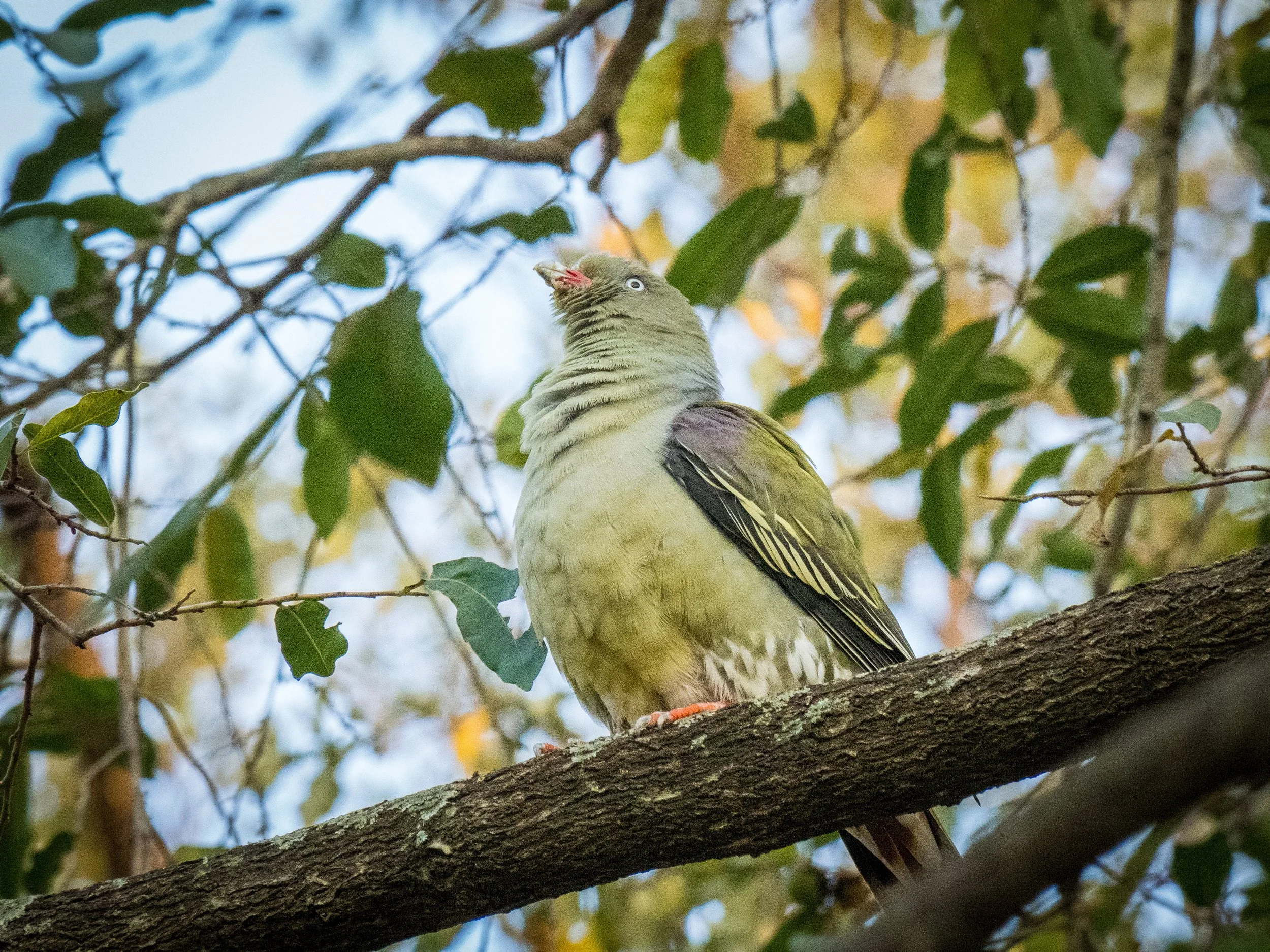 birds_D5669D79-0C2A-4AFC-BBA9-D55DF4567915.JPEG