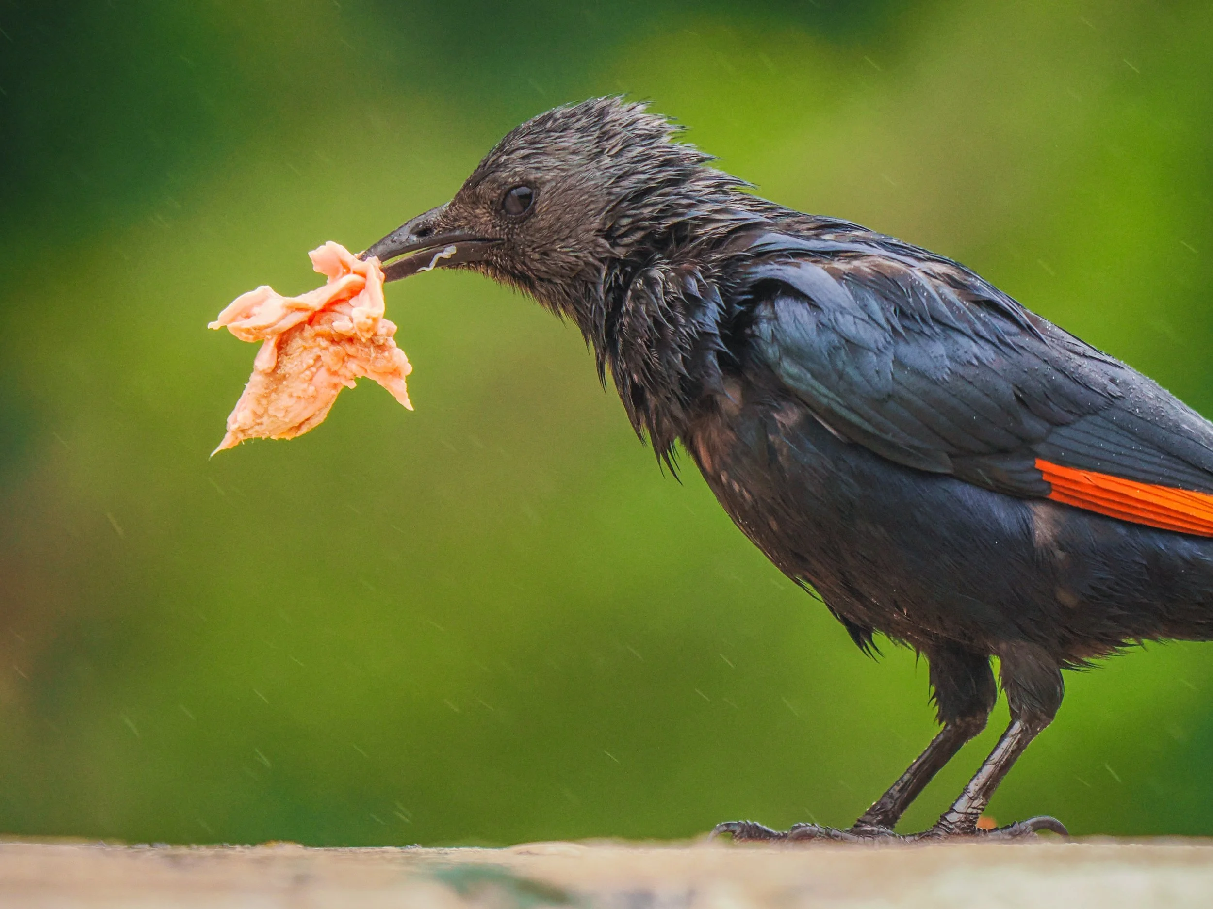 birds_2B13A548-CBC1-4E6A-8786-71221E32AACF.JPEG