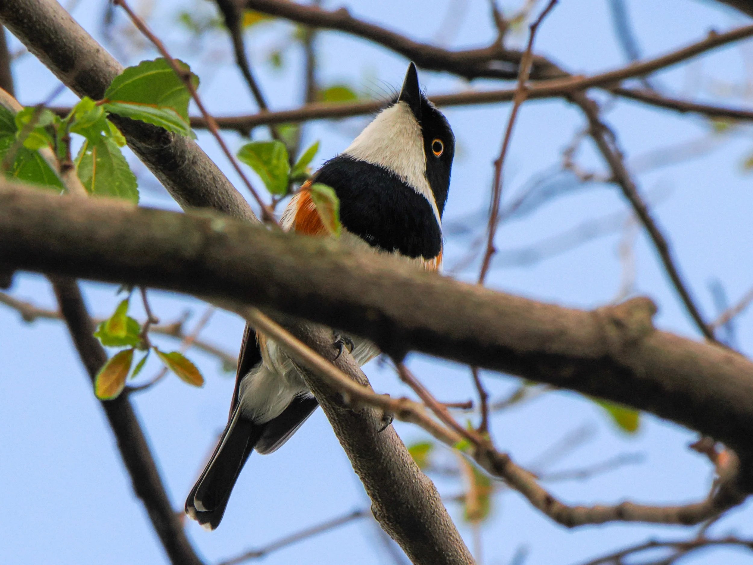 birds_0EEE6AE6-A30A-4DE0-8B78-8CC48F61716C.JPEG