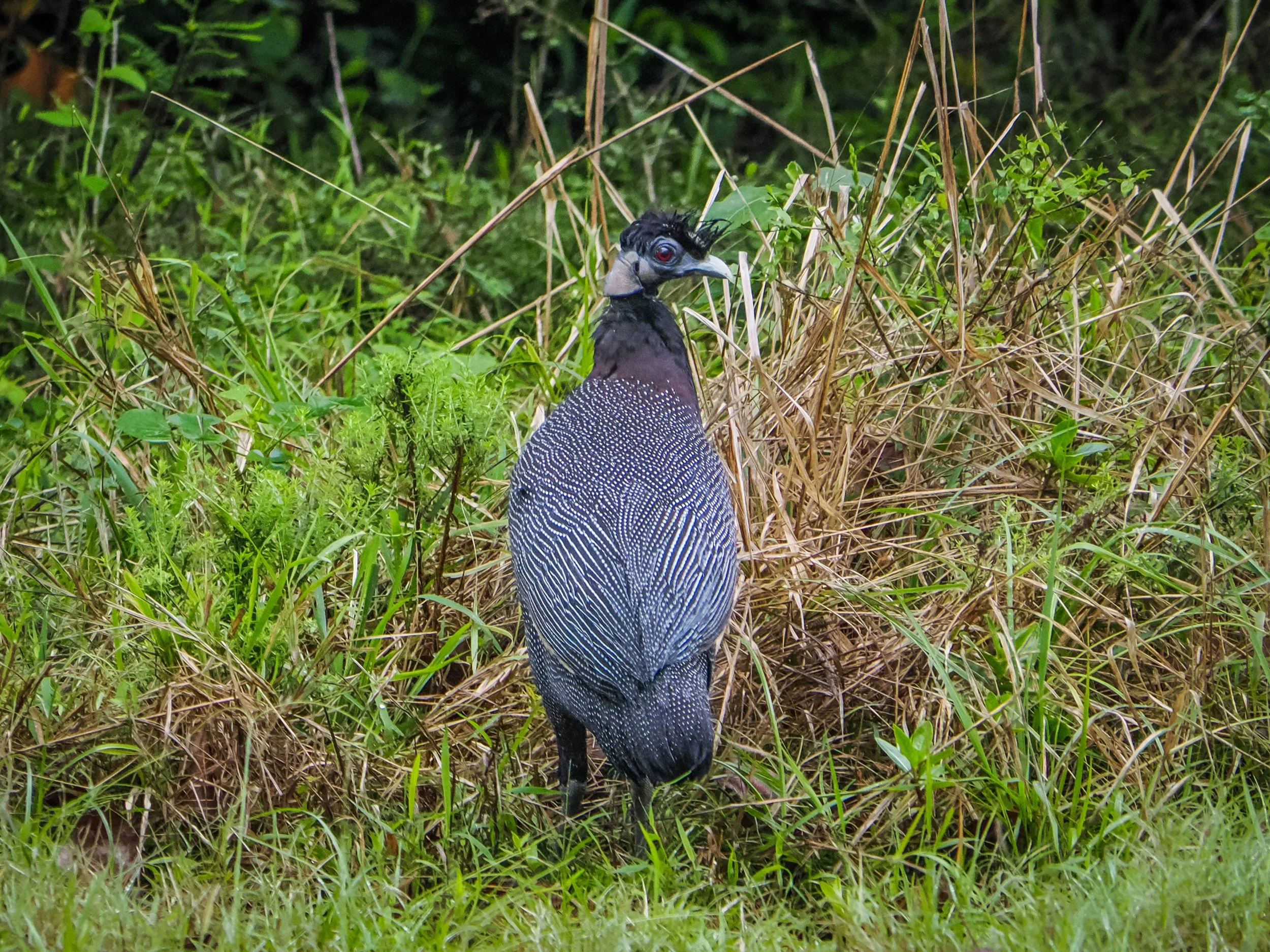 birds_8D7BFEA9-4807-4B2F-B3BF-98A478D2FF73.JPEG