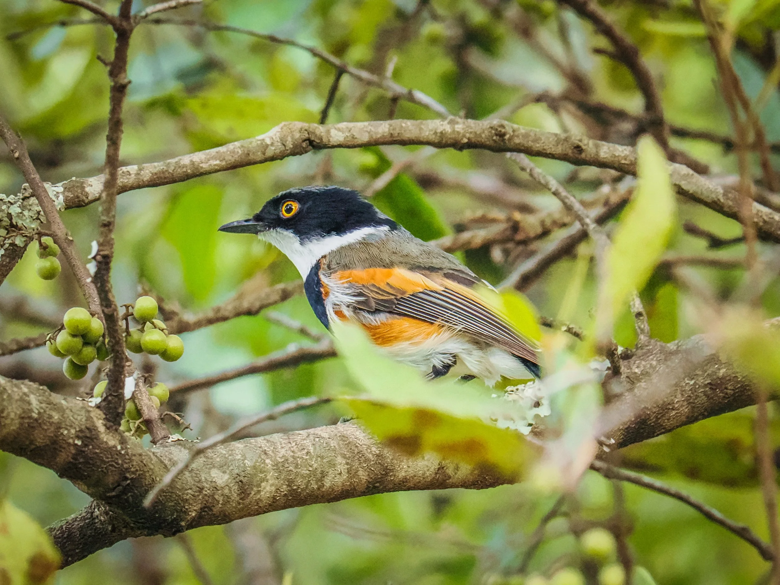 birds_D8C8CC9A-C40D-4B75-8876-AAD195E63591.JPEG