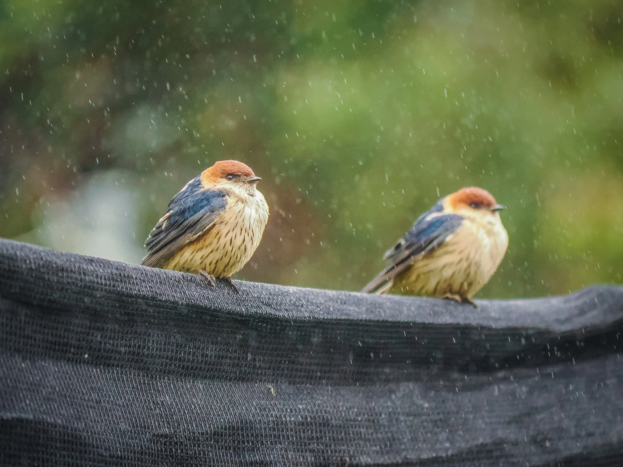 birds_9D24D4D6-F0B6-4901-A294-8CC3325A8B6B.JPEG